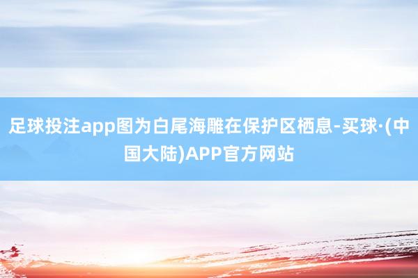 足球投注app图为白尾海雕在保护区栖息-买球·(中国大陆)APP官方网站